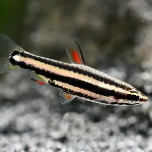 Zwergziersalmler (Nannostomus marginatus) Top-Seller